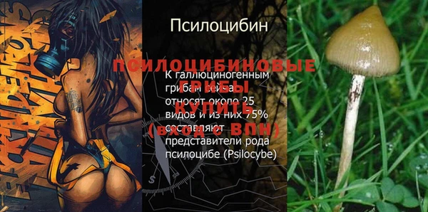 прущие грибы Михайлов